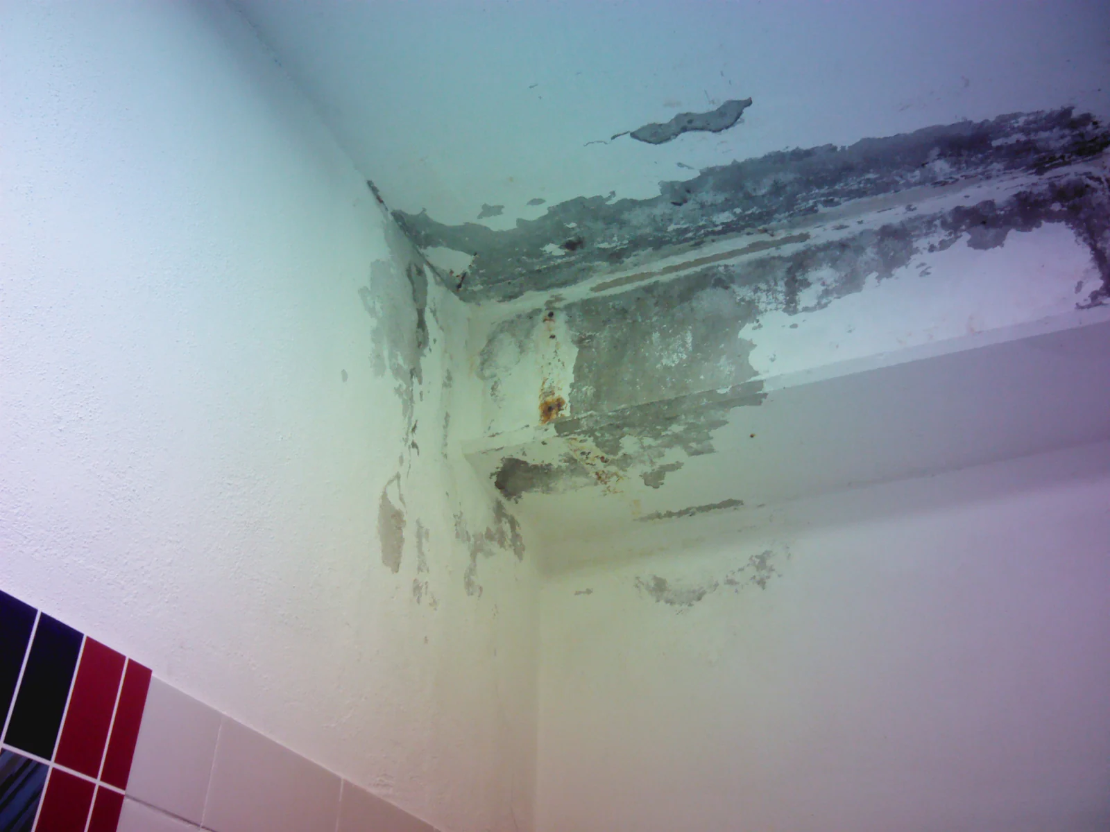 Angolo di un bagno con muffa diffusa e intonaco che si sfoglia.