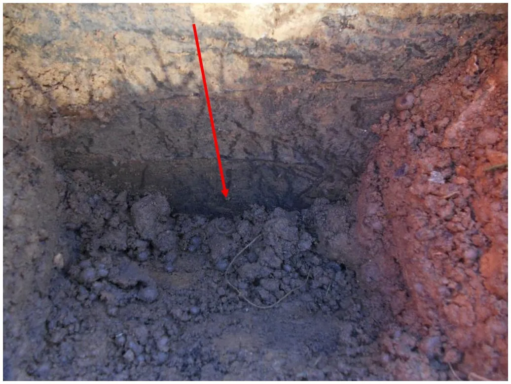 Scavo dentro l'aiuola: la freccia indica il bordo del manto impermeabile, che risale meno del livello del terreno adiacente.